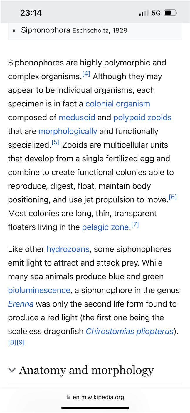 A phone screenshot of the Wikipedia entry on Siphonophorae, describing them as colonial organisms of specialised zooids.